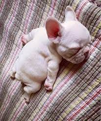 Like puppies, bunnies, babies, and so on. Just 20 Of The Cutest Mini French Bulldogs You Have Ever Seen Cute Animals Cute Baby Animals Baby Animals