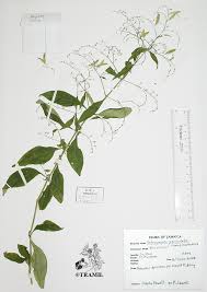 Image result for Justicia tenella