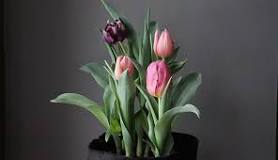 Image result