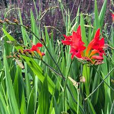 Image result for Crocosmia