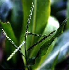 Image result for Urochloa panicoides
