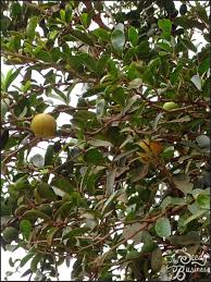 Image result for Dovyalis afra