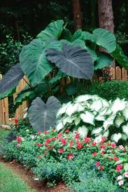 Hugedomains Com Elephant Ear Plant Plants Elephant Ears Garden