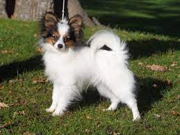 Jiji.ng more than 3711 dogs & puppies are waiting for you buy your future friend today ▷ prices are starting from ₦ 15,000 in nigeria. Papillon Dog Price Range Papillon Puppies For Sale Cost Pappilon Breeders