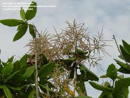 Image result for Triplaris americana