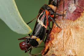 Are there any leafhoppers that eat tomato plants? Leafhopper Wikipedia