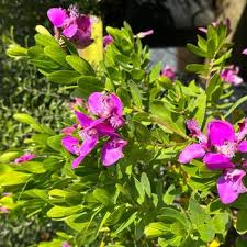Image result for Polygala filicaulis