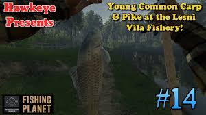 Posted by 2 hours ago. Fishing Planet 14 S3 Young Common Carp Pike At The Lesni Vila F Common Carp Carp Fish