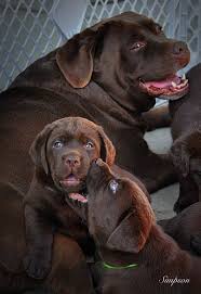 We offer lab puppies for sale to pet family homes. Planned Litters English Mountain Labradors