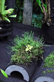 Image result for Lellingeria