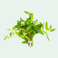 Image result for Nesaea dinteri