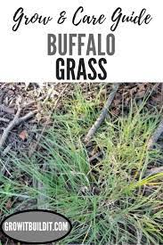 Buffalo Grass Grow Care Guide Drought Tolerant Perennials Grass Drought Tolerant Grass