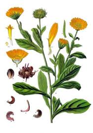 Check spelling or type a new query. Calendula Officinalis