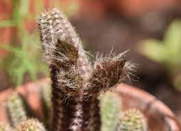 The cactus community on reddit. The Wait For My Lobivia Steemit