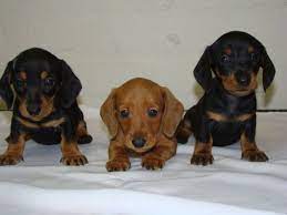 Gumtree Adopt Cats Kittens In Pietermaritzburg Daschund Puppies Dachshund Puppy Miniature Dachshund Dog