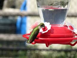 Maybe you would like to learn more about one of these? Hummingbird Bird Feeder Bird Feeder Hummingbird Feeder Animal Small Humming Color Green Pxfuel