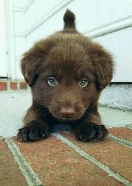 You are welcome to schedule a visit with us or if the drive is to far we do have multiple delivery options available to most parts of the united states. Cocker Spaniel Lab Mix Puppy 3 Mixed Breed Puppies Mixed Breed Dogs Cute Dogs Breeds