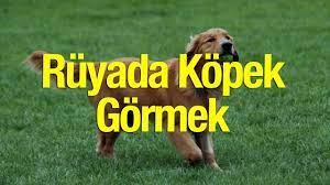 ruyada kopek gormenin tabiri nedir ruyada kopek gormek kotu mu youtube