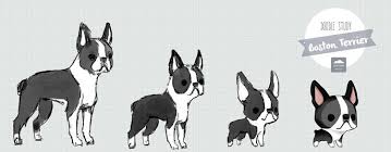 Black And White Boston Terrier Cartoon Dost Bostntrr Jpg Cute Animal Drawings Animal Illustration Anime Puppy