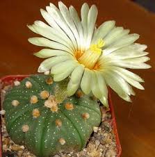 Spines are usually white to yellowish with darker bases. Cacti Without Spines Or Thorns List Terrarium Planting Guide
