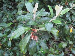 Image result for Brachylaena discolor