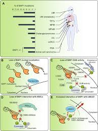 Mbaits provide physicians with a marker to identify individuals who may carry germline bap1 mutations … Roles And Mechanisms Of Bap1 Deubiquitinase In Tumor Suppression Cell Death Differentiation
