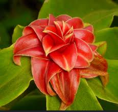 Image result for Costus