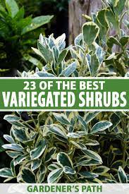Check out our evergreen bush selection for the very best in unique or custom, handmade pieces from our plants shops. 23 Of The Best Variegated Shrubs For Your Landscape Gardener S Path