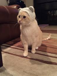 Katsu The Ferocious Catbearhttps I Redd It A95nh8p3rls11 Jpg Cute Pictures Puppies Cute