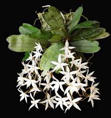 Image result for Aerangis kirkii