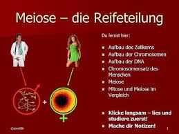Meiose Die Reifeteilung Dna Aufbau Lernen Studieren