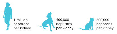 Understanding Ckd In Cats Semintra