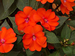 Image result for Impatiens runssorensis