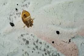 Image result for bed bugs droppings