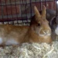 Sobald das kind mindestens 15 kg wiegt, genügt eine sitzerhöhung. Wann Ist Ein Zwergkaninchen Ausgewachsen