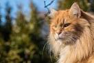 20 of the Hairiest Cat Breeds - Cat Breeds, Cat Pics, Cat ...