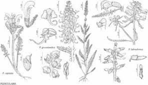 Pedicularis Capitata Fna