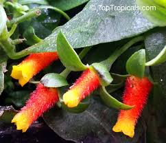 Image result for Manettia