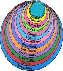 Levels Of Organization Student Note Organizer Levels Of Organization Biology Biology Classroom Creative Teaching
