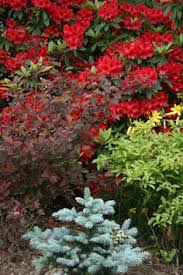 Clusters of white blooms add addition spring interest. Ninebark