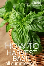 My kids think it's fun to pick spinach leaves right out of the ground for a quick snack — the same spinach they won't eat at the dinner table. How To Harvest Basil Harvesting Basil To Ensure A Continuous Source Of Flavorful Leaves From Your Garden All Harvesting Basil Edible Garden How To Pick Basil