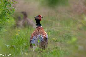 Image result for Heinsia zanzibarica