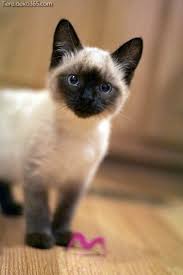 .katze, siamkatze information für kinder anna und die haustiere, siam kater, die spannende siam thai katze beim spielen, gesprächige siam, talking siamese cat very talkative she answers all my. Spektakular Faszinierende Fakten Extra Siamesische Katzen Cats Beautiful Cats Siamese Kittens