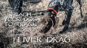 Tell your dog to find the helper, encourage him to work with the scuff marks in the ground initially because you. Teach Your Dog To Track Step 1 Liver Drag Youtube