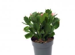 As your buds grow, move the plant to its permanent home (try for somewhere. Tips Information About Christmas Cactus Gardening Know How