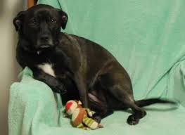 I understand that if i change my mind about adopting this pet, my adoption fee will be refunded only if i notify pals for paws within 72 hours (3 days) of its adoption. Adopt Harper Super Sweet Shy Girl On Petfinder Paws Rescue Dog Adoption Help Homeless Pets