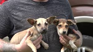 Over 4282 pet owners in ivanhoe vic have left a review, with an average of 4.95/5. Ivanhoe Man Gets Help With Pack Of Stray Dogs 12newsnow Com
