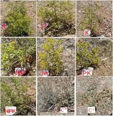 Image result for Vigna platyloba