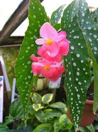 Angel Wing Begonias Begonia Plants Alocasia Plant