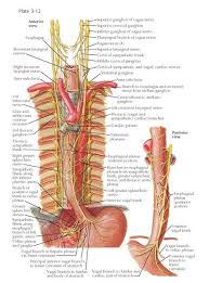 Pin On Anatomia